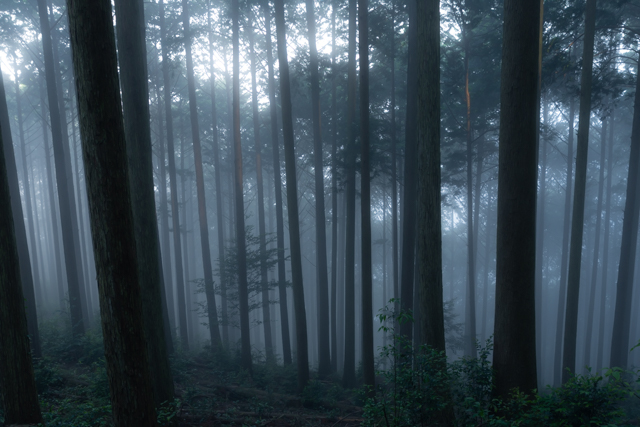 朝霧に包まれる森