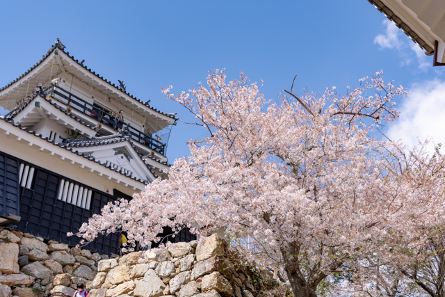 浜松城天守閣と桜