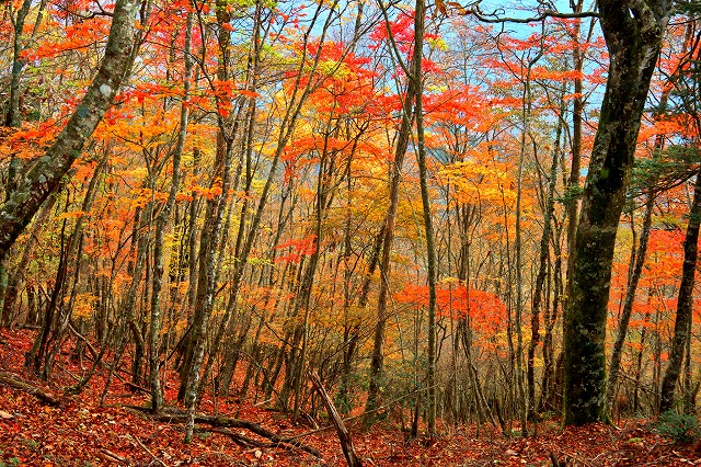 大札山の紅葉