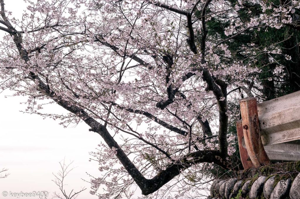 盆栽桜
