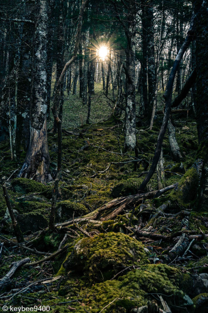 森にさす日の光